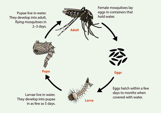 Life Cycle of Aedes aegypti
