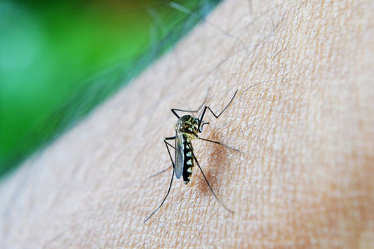 The Legend of the Daywalker: Unveiling the Secret Lives of Daytime Mosquitoes